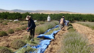 Malatyada kavurucu sıcak altında lavanta hasadı