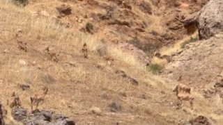Malatyada koruma altındaki yaban keçileri sürü halinde görüntülendi