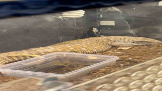 Manisada egzotik hayvan operasyonu: 61 yaban hayvanı kurtarıldı