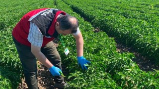 Manisada organik ürünlere pestisit analizleri başladı