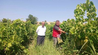 Manisada üzüm bağlarında hasat öncesi pestisit denetimi