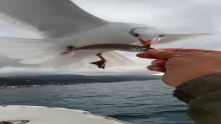 Martılarla balıkçı arasındaki dostluk kamerada