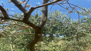 Menteşede zeytin ağaçlarında Verticillium solgunluğu kontrolleri yapıldı