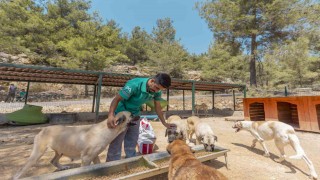 Mersinde 3 bin 295 kedi ve köpek yeni yuvasına kavuştu