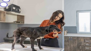 Mersinde 6 aylık tedaviyle yeniden ayağa kalkan köpek sıcak yuvasını bekliyor