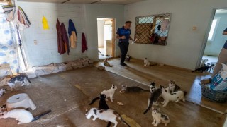 Mersinde ‘çöp ev ihbarından yaklaşık 100 kedi çıktı