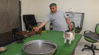 Milyonluk güvercinleri azılı düşmanları koruyor