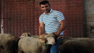 Milyonluk yerli koçun erkek üçüz yavrusu oldu