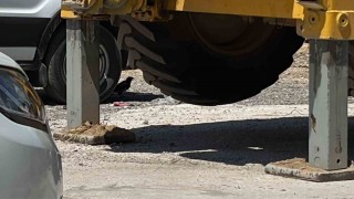 Minibüs altında serinleyen saksağan kamerada