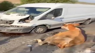 Minibüsün çarptığı inekler son anda kesildi