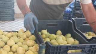 Mut Beyaz İnciri Üreticiyi Endişelendiriyor
