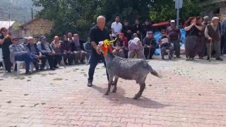 Mutta keçi güzellik yarışması düzenlendi
