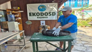 Nadir görülen karaleylek Sazlıda yaralı halde bulundu