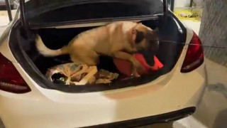 Narkotik Köpeği Şila’nın Tepki Verdiği Valizden Metamfetamin Çıktı