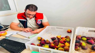 Nazilli’de Taze İncir Denetimi Sıklaştırıldı