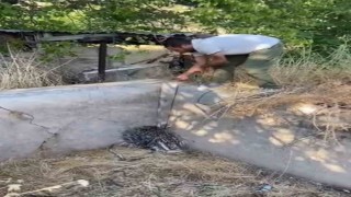 Nesli tükenme tehlikesi altındaki oklu kirpi böyle kurtarıldı