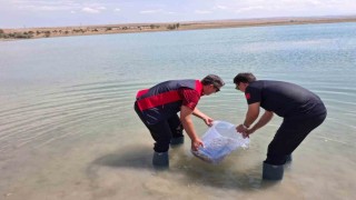 Niğde Bahçeli Göletine yavru sazan bırakıldı