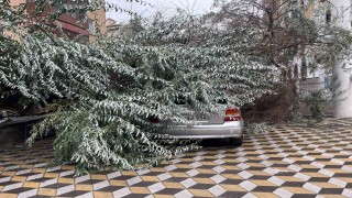 Niğdede devrilen ağaç park halindeki aracın üzerine düştü