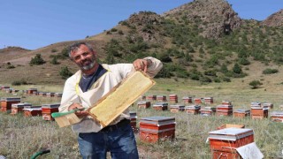 Oltuda sezonun ilk bal hasadı yapıldı
