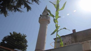 Orduda cami çatısında mısır yetişti