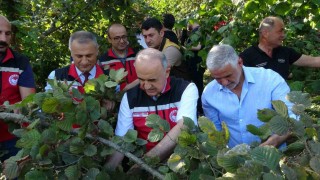Orduda fındık hasadı resmi olarak başladı