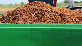 Organik kuru üzüm üreticisinin hasat yükü Box ile hafifledi