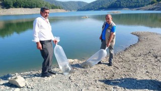 Orhanelide göletler sazan yavrularıyla buluştu