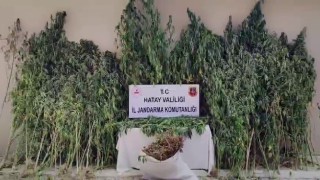 Orman içine ekilen kenevir tarlasını jandarma tespit etti