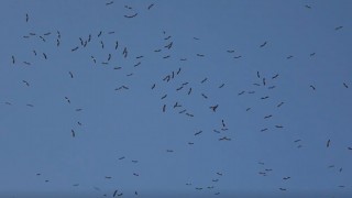 Osmaniye’de Binlerce Leylek ve Beyaz Balıkçıl Gökyüzünü Süsledi