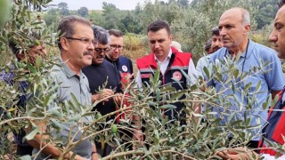 Osmaniye’de Dolu Zeytin Bahçelerini Vurdu