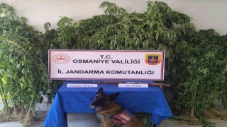 Osmaniyede jandarma bir haftada 128 şüpheli yakaladı