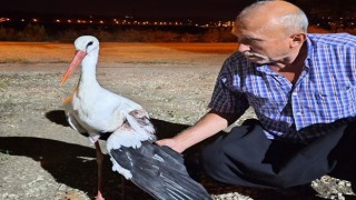 Osmaniye'de Vatandaş Yaralı Leyleğe Pansuman Yapıp Baktı