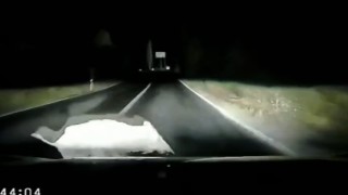 Otomobil domuza çarptı; çarpma anı araç kamerasında