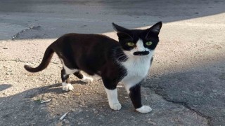 Pala bıyıklı kedi görenlerin dikkatini çekiyor