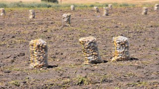 Patates üretiminde Türkiyenin lokomotiflerinden Sandıklıda hasat dönemi başladı