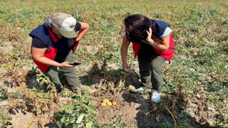 Patates üretiminde verimin arttırılması için kontroller sürüyor
