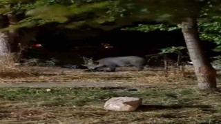 PAÜ Kampüsündeki atıklar domuzları cezbetti