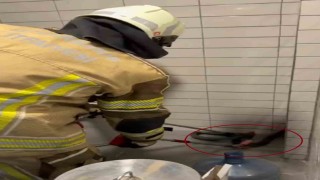 Petrol istasyonuna giren 2,5 metre uzunluğunda yılan yakalandı
