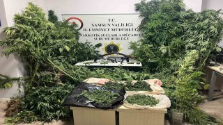 Polis havadan iz sürdü: Tütünlerin arasında 502 kök kenevir ele geçti