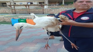 Reyhanlıda yaralı leylek ekipler tarafından kurtarıldı