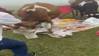 Rizede piknik masasının davetsiz misafirleri ile piknikçiler arasında güldüren kovalamaca