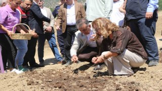 Safranovada 7 dekarlık alana 500 kilo safran soğanı dikildi