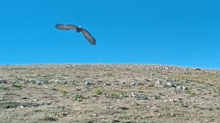 Şahin tuzağına yem amaçlı bağlanan güvercini vatandaşlar kurtardı