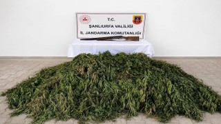 Şanlıurfada 610 kök kenevir ele geçirildi