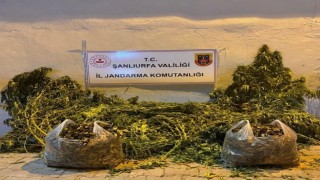 Şanlıurfada 625 kök kenevir ele geçirildi