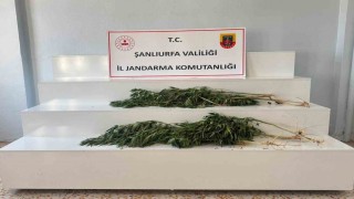 Şanlıurfada uyuşturucu operasyonu: 2 gözaltı