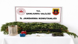 Şanlıurfada uyuşturucu operasyonunda 1 şüpheli yakalandı