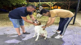 Sarıgölde av köpeklerine kuduz aşısı seferberliği