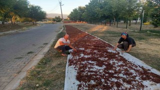 Sarıgölde sezonun ilk kuru üzümü çuvala girdi