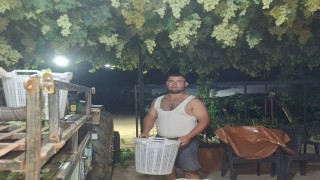 Sarıgölde üzüm için gece mesaisi